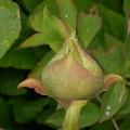 rock_s_variety_4585.jpg