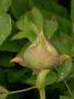 lysiane:plantes_du_jardin:pivoines:rock_s_variety_4585.jpg