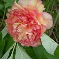 tree_peony_5426.jpg