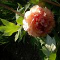 tree_peony_orange_0325.jpg