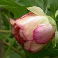 tree_peony_orange_5125.jpg