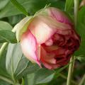 tree_peony_orange_5127.jpg