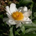 white_wings_0099.jpg