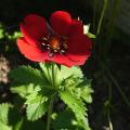 p1000330r.jpg