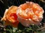 lysiane:plantes_du_jardin:roses:001_abbaye_de_cluny_00208.jpg