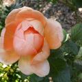 002_abbaye_de_cluny_00208.jpg