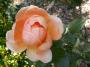 lysiane:plantes_du_jardin:roses:002_abbaye_de_cluny_00208.jpg