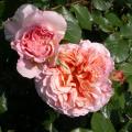003_abraham_darby_0366.jpg