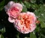 lysiane:plantes_du_jardin:roses:003_abraham_darby_0366.jpg
