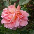 009_abraham_darby_5961.jpg
