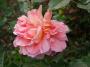 lysiane:plantes_du_jardin:roses:009_abraham_darby_5961.jpg