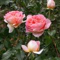 010_abraham_darby_6567.jpg