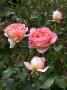 lysiane:plantes_du_jardin:roses:010_abraham_darby_6567.jpg