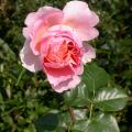 011_abraham_darby_6947.jpg