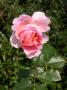 lysiane:plantes_du_jardin:roses:011_abraham_darby_6947.jpg