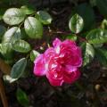 026_aristide_briand_6933.jpg