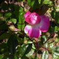 027_aristide_briand_7061.jpg