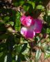 lysiane:plantes_du_jardin:roses:027_aristide_briand_7061.jpg