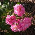 030_aristide_briand_7447.jpg