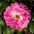031_aristide_briand_7452.jpg