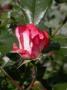 lysiane:plantes_du_jardin:roses:038_artiste_5040.jpg