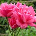 050_bel_ange_0034.jpg