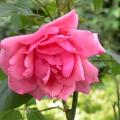 051_bel_ange_2383.jpg