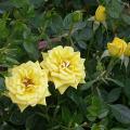 053_bijou_d_or_6329.jpg