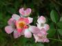 lysiane:plantes_du_jardin:roses:056_bingo_meil_7781.jpg