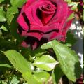 060_black_baccara_0234.jpg
