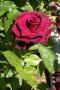 lysiane:plantes_du_jardin:roses:060_black_baccara_0234.jpg