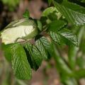 064_blanc_d_d_coubert_4960.jpg