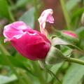 068_bloddomtime_5108.jpg