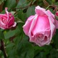 071_blossomtime_5341.jpg