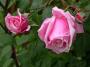 lysiane:plantes_du_jardin:roses:071_blossomtime_5341.jpg