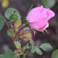 076_bonica_6041.jpg
