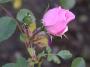 lysiane:plantes_du_jardin:roses:076_bonica_6041.jpg