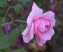 lysiane:plantes_du_jardin:roses:077_bonica_6042.jpg