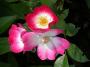 lysiane:plantes_du_jardin:roses:091_bukavu_6598.jpg