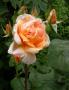 lysiane:plantes_du_jardin:roses:096_cannes_festival_0169.jpg