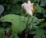 lysiane:plantes_du_jardin:roses:097_cannes_festival_6305.jpg