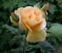 lysiane:plantes_du_jardin:roses:098_cannes_festival_6306.jpg