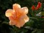 lysiane:plantes_du_jardin:roses:101_cannes_festival_7175.jpg