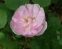 lysiane:plantes_du_jardin:roses:109_celestial_6582.jpg