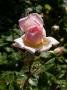 lysiane:plantes_du_jardin:roses:130_claude_rabbe_7017.jpg