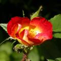 131_coktail_0215.jpg
