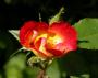 lysiane:plantes_du_jardin:roses:131_coktail_0215.jpg