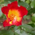 132_coktail_5174.jpg