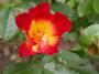 lysiane:plantes_du_jardin:roses:132_coktail_5174.jpg
