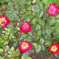 133_coktail_5276.jpg